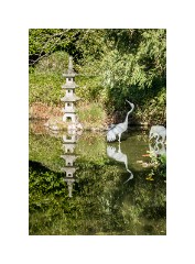 San Francisco 16  Japanese Tea Garden San Francisco