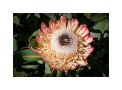 San Francisco 20  San Francisco Zoo - Protea