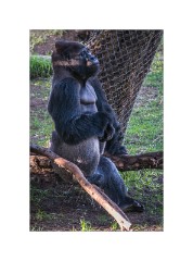 San Francisco 22  San Francisco Zoo