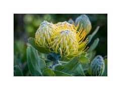 San Francisco 23  San Francisco Zoo - Protea