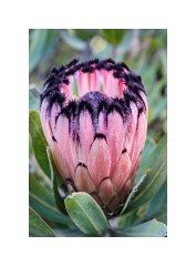 San Francisco 24  San Francisco Zoo - Protea