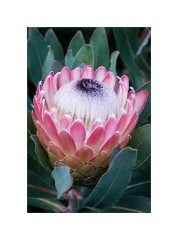 San Francisco 25  San Francisco Zoo - Protea