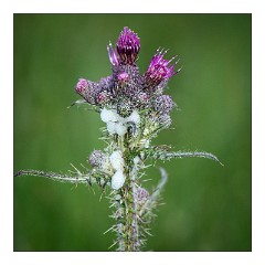 Dorset 03  Thistle - Higher Kingcome Lodge