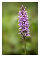 Dorset 04  Orchid Powerstock Common
