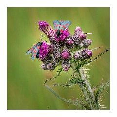 Dorset 05  Thistle and Six-Spot Burnet Moth (Zygaena filipendulae) Powerstock Common