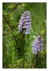 Dorset 06  Orchid Powerstock Common