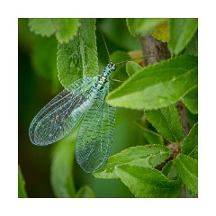Dorset 07  Powerstock Common