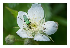 Dorset 08  Powerstock Common