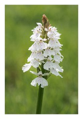 Dorset 09  Orchid Powerstock Common