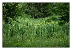 Dorset 10  Irises Powerstock Common