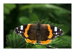 Dorset 16  Waymouth Wetlands