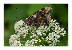 Dorset 17  Waymouth Wetlands