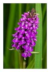 Dorset 18  Waymouth Wetlands Orchid