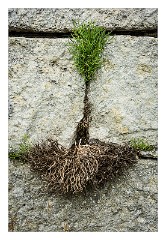 Dorset 35  Roots growing out of the building