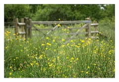 Dorset 36  Buttercups at Lower Kingcombe Meadows