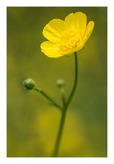Dorset 37  Buttercup at Lower Kingcombe Meadows