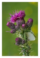 Dorset 38  Thistle at Lower Kingcombe Meadows
