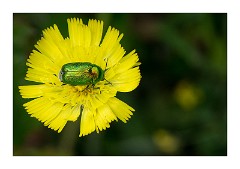 Dorset 39  Caseleys Coppice - Bugs and Flowers