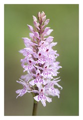 Dorset 40  Orchid Powerstock Common