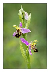 Dorset 41  Bee Orchid Powerstock Common