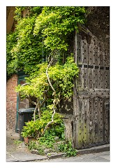 Dorset 44  Winchester Cathedral Grounds