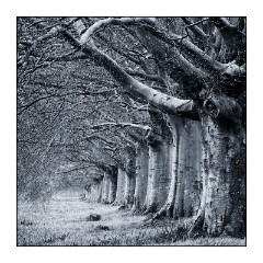 Dorset in Spring 01  Trees on Blandford Road