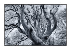 Dorset in Spring 02  Tree awaiting its spring leaves