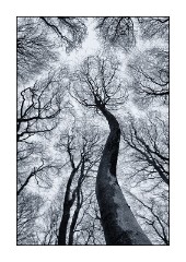 Dorset in Spring 04  Donhead Hollow Bare Tree Silhouettes