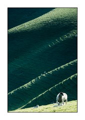 Dorset in Spring 20  Chalk Pit Lane