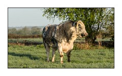 Dorset in Spring 26  Somerset Levels - The Bull