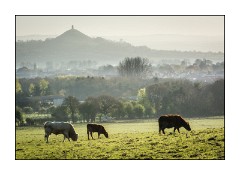 Dorset in Spring 29  Somerset Levels - Views of Glastonbury Tor