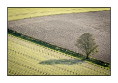 Dorset in Spring 32  The Lone Tree
