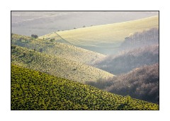 Dorset in Spring 33  Abbots Copse