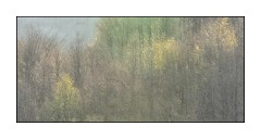 Dorset in Spring 34  Abbots Copse