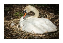 Dorset in Spring 43  Abbotsbury Swannery