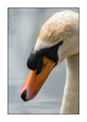 Dorset in Spring 44  Abbotsbury Swannery