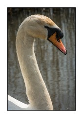 Dorset in Spring 45  Abbotsbury Swannery