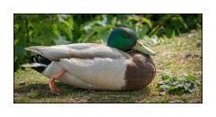 Dorset in Spring 47  Abbotsbury Swannery