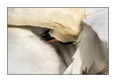 Dorset in Spring 48  Abbotsbury Swannery