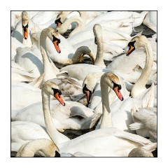 Dorset in Spring 49  Abbotsbury Swannery