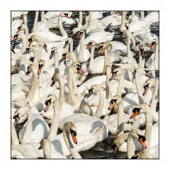Dorset in Spring 50  Abbotsbury Swannery