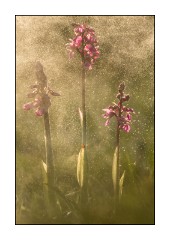 Dorset in Spring 51  Hardington Moor National Nature Reserve - Orchids