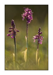 Dorset in Spring 52  Hardington Moor National Nature Reserve - Orchids
