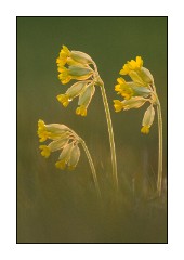 Dorset in Spring 53  Hardington Moor National Nature Reserve Cowslip