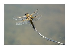 Cambridge  01  Four Spotted Chaser Barton Farm