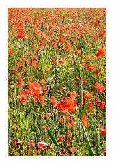 Cambridge  03  Field of Poppies Barton Farm