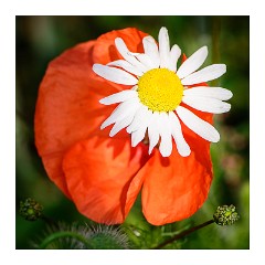 Cambridge  06  Daisy and Poppy Barton Farm