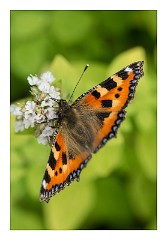 Cambridge  08  Small Tortoiseshell in the Garden