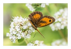 Cambridge  09  Gatekeeper in the Garden