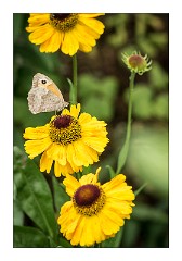 Cambridge  10  The Garden